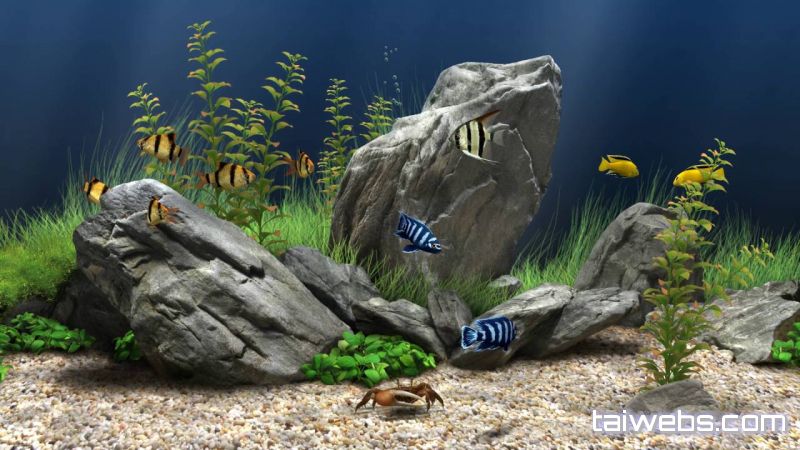top 10 best aquarium screensaver top 10 best aquarium screensaver